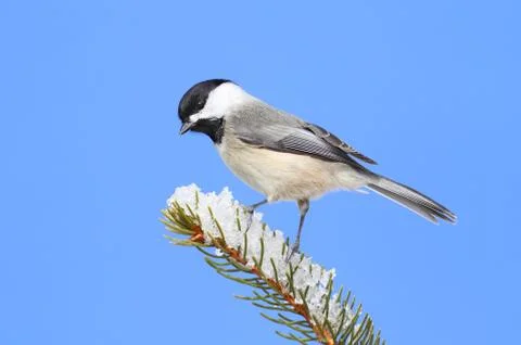 Chickadee on a branch Stock Photos