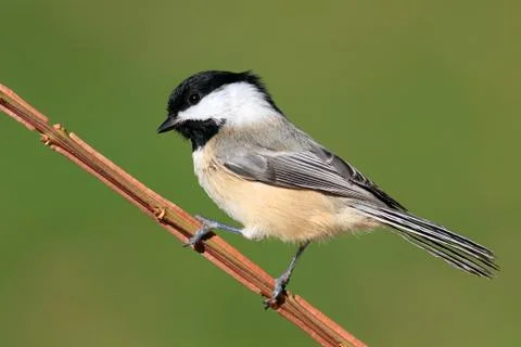 Chickadee on a branch Stock Photos