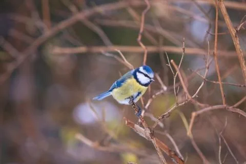 Chickadee on the branch Stock Photos