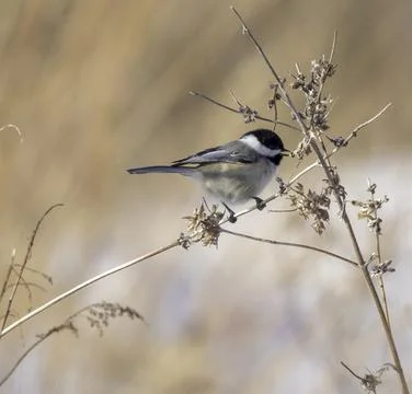 Chickadee on Branch Stock Photos
