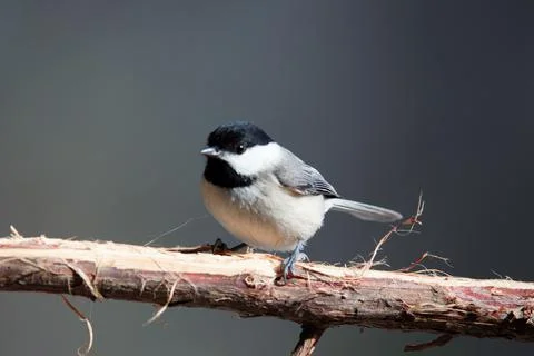Chickadee on Branch Stock Photos