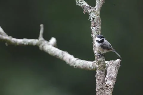 Chickadee on Branch Stock Photos
