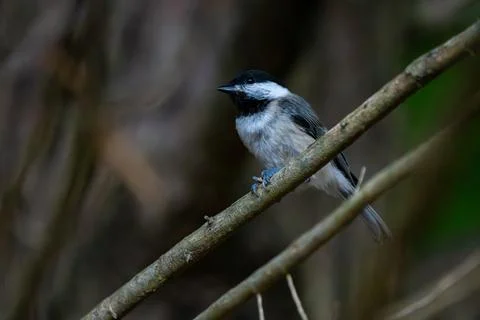 Chickadee on a Branch Fotos Stock