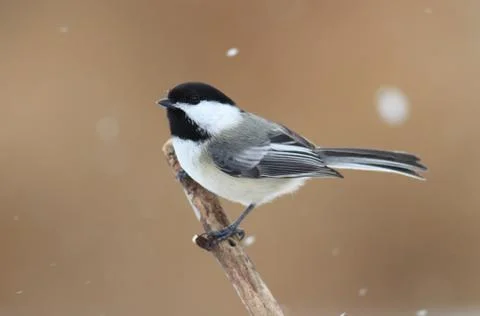 Chickadee on a branch with snow Stock Photos