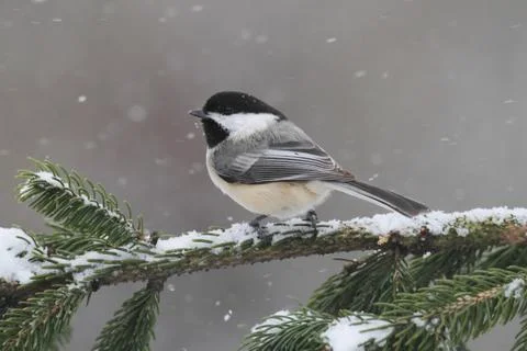 Chickadee on a branch with snow 写真素材