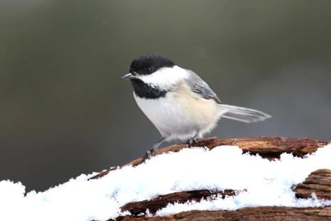 Chickadee on a branch with snow Stock Photos
