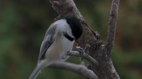 Chickadee breaking open a sunflower seed closeup Stock Footage 68913257