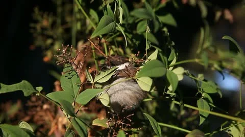 Chickadee in a bush Stock Footage 9772768