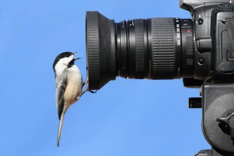 Chickadee on a camera Stock Photos