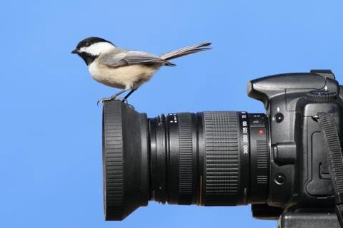 Chickadee on a camera Stock Photos
