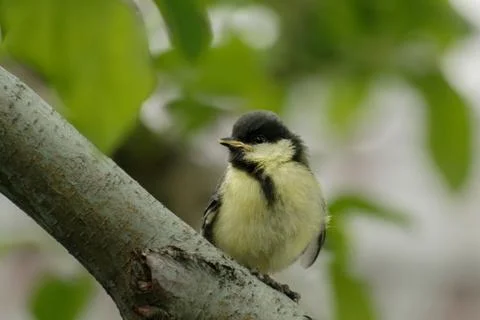 Chickadee chick Foto stock
