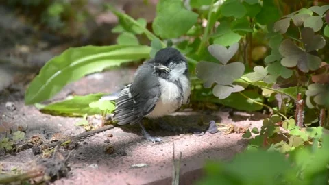 A chickadee chick sits in the grass and calls for help Stock Footage 131429061