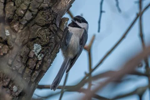 Chickadee climbing a tree Stock Photos