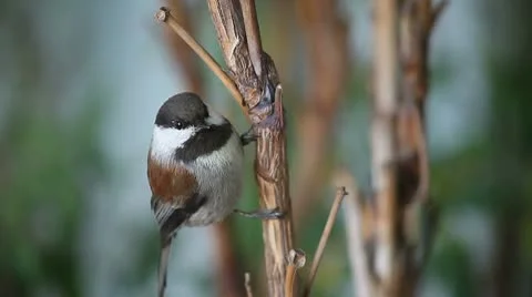 Chickadee close-up Video stock 8991177