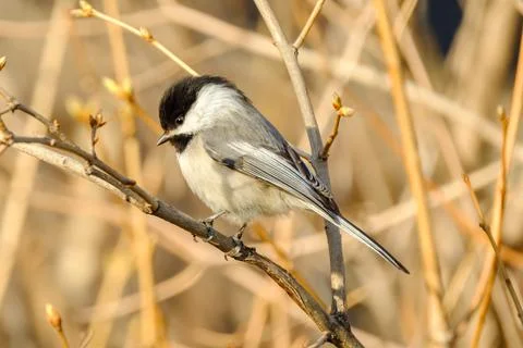 Chickadee Up Close Perched on Tree Branch Spring Wildlife Stock Photos