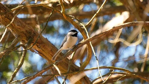 Chickadee up close perched in tree Stock Footage 105621686