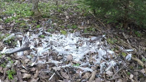 Chickadee collects feathers 스톡 동영상 68389600