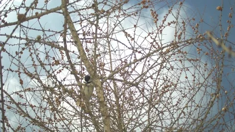 Chickadee Cracking a Seed on a Windy Tamarack Branch in the Wild Stock Footage 331675601