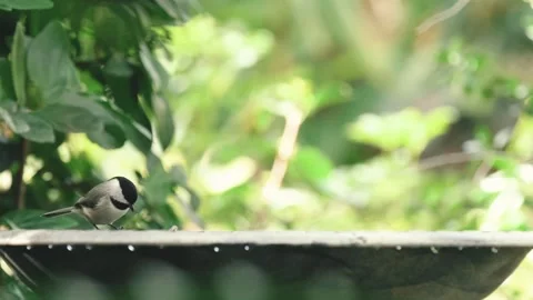 Chickadee drinking from a bird bath Stock Footage 264161249