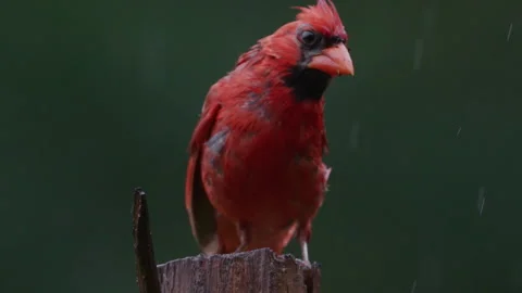 Chickadee driven off by a male Cardinal, slow motion Stock Footage 314435177