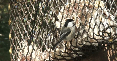 Chickadee eating from a feeder Video stock 49012853