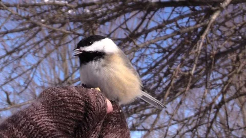 Chickadee eating from the hand close up bird on branch Stock Footage 103119297