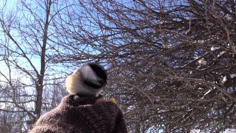 Chickadee eating from the hand close up Stock Footage 103119282