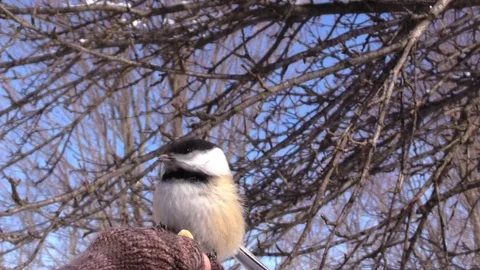 Chickadee eating from the hand close up suny day Stock Footage 103118525