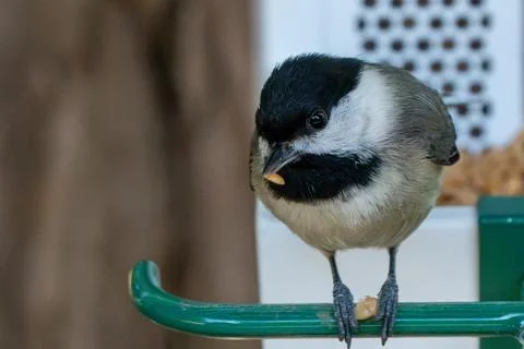 Chickadee Eating Seed Fotos Stock