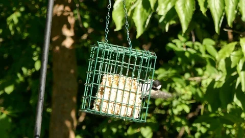 Chickadee eats suet at a backyard feeder on a sunny day 4K Видео 93903033