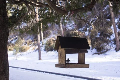 Chickadee eats sunflower seeds in the feeder in winter Stock Photos