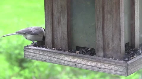 Chickadee on feeder Stock Footage 63120539