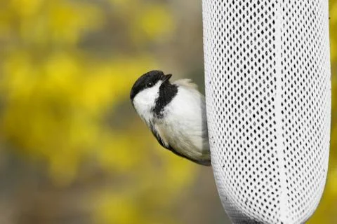 Chickadee on a feeder Stock Photos