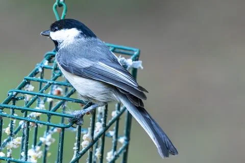 Chickadee on a Feeder Stock Photos
