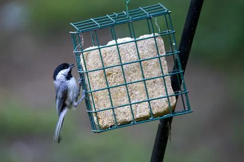 Chickadee on a feeder Stock Photos
