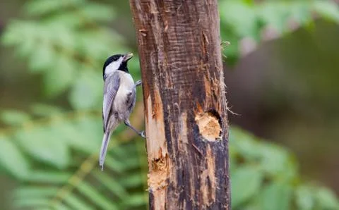 Chickadee feeding 库存照片