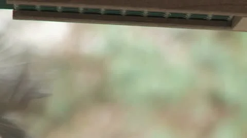 Chickadee feeding Upside Down Stock Footage 11139800