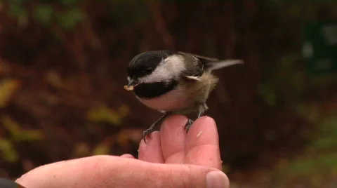 Chickadee Feeds, Another Flies In Stock-Footage 794581