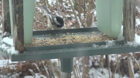 Chickadee Feeds in Birdfeeder Vídeo Stock 22540167