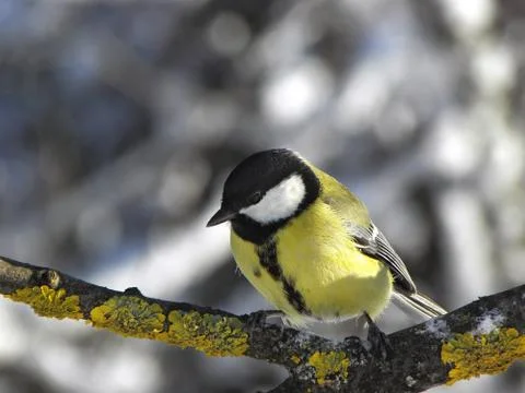 Chickadee Feeling cold. Stock Photos