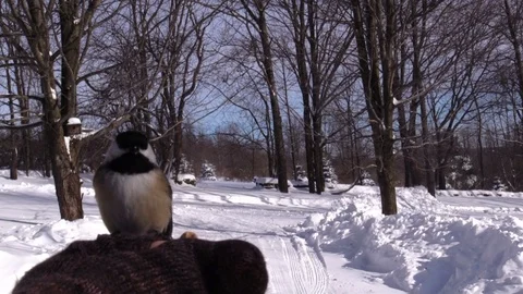 Chickadee flies to hand and eats peanut Stock Footage 103120079