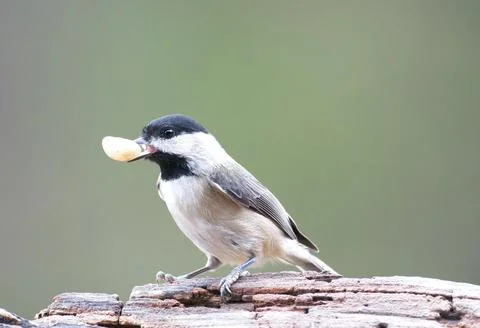 Chickadee with Food Stock Photos