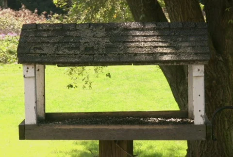 Chickadee Stock Footage 88680