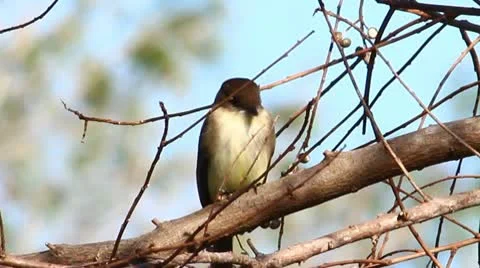 Chickadee Stock Footage 10718909
