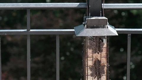Chickadee Stock Footage 92921964