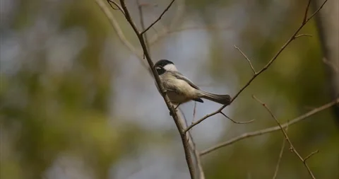 Chickadee Stock Footage 151861577