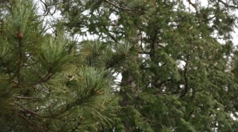 Chickadee gathering pine seeds 스톡 동영상 44212688