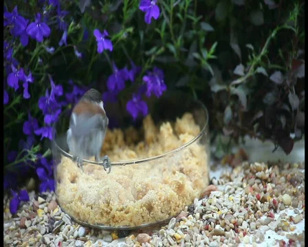 Chickadee gets a worm pal Stock Footage 710541