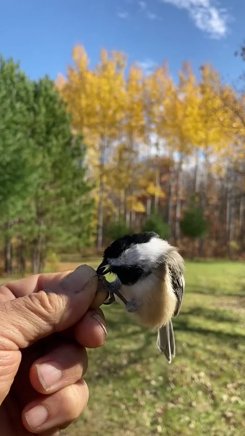 Chickadee in hand realtime gets seed Video stock 264125363