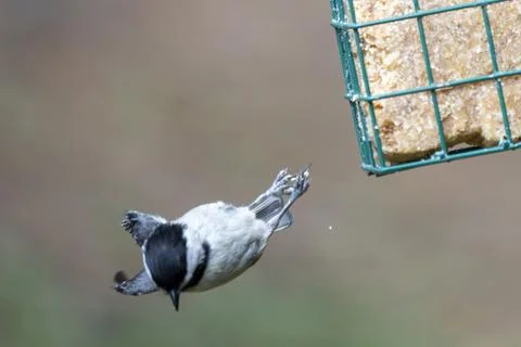 Chickadee Jumps From a Feeder Stock Photos